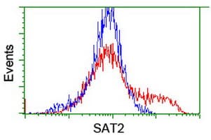 SAT2 Antibody (clone OTI1C9)