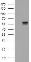 DYNC1LI1 Antibody (clone OTI1D1, Carrier-free)