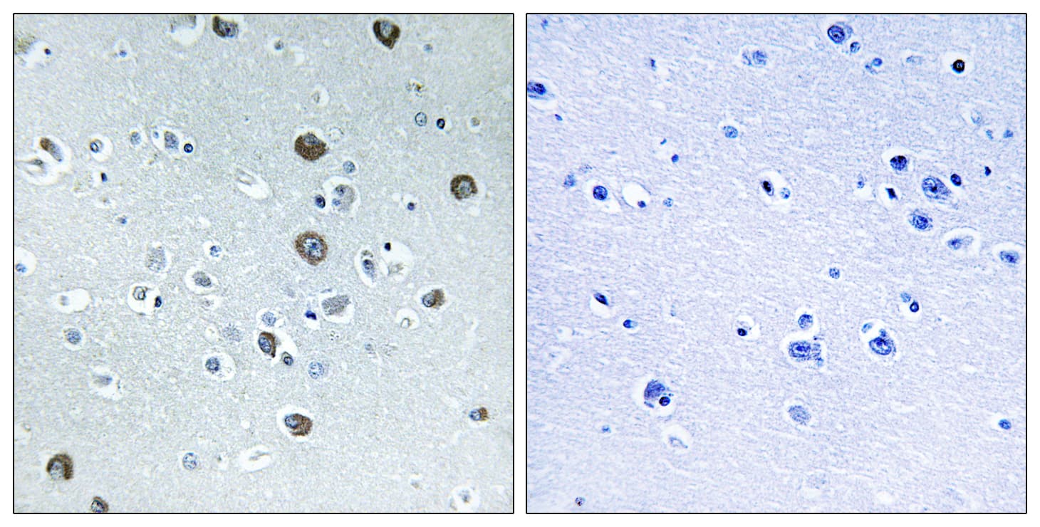 MARCH2 Antibody (aa191-240)