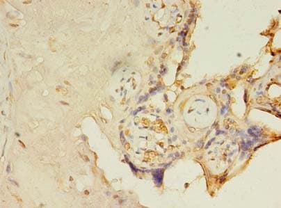 FAM105A Antibody