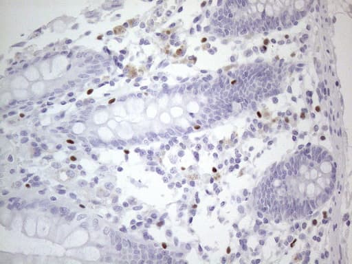 GATA3 Antibody (aa155-443, clone OTI8H4)