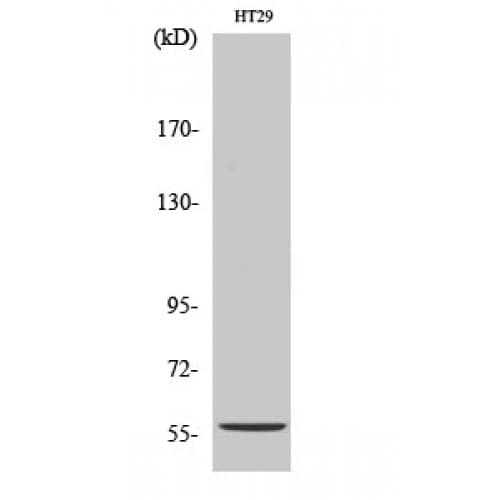 CYP2B6 Antibody (210-290 aa, Internal)
