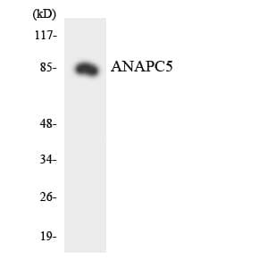 ANAPC5 / APC5 Antibody (aa139-188)