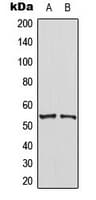 PTEN Antibody (C-Terminus)