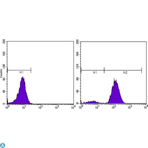 KLK3 / PSA Antibody