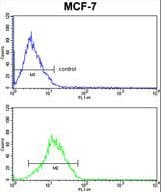 RBM3 Antibody (aa55-84)