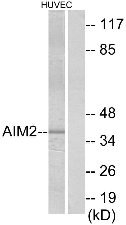AIM2 Antibody