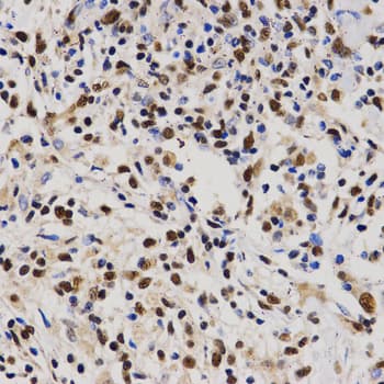 PELP1 Antibody