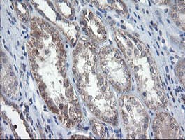CHN1 Antibody (clone OTI2D10, Carrier-free)