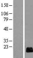 RGCC Protein (Over-Expression Lysate Myc-DDK (Flag))