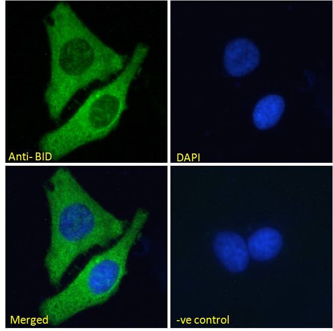 IHC-plus™ BID Antibody (aa230-241)