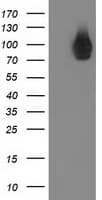 STAT5A Antibody (clone OTI6D6)