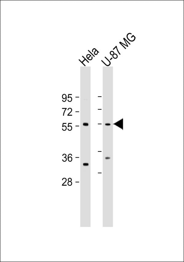 RXFP3 Antibody
