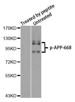 Polyclonal Rabbit anti-Human APP / Beta Amyloid Precursor Antibody (phospho-Thr668, WB)