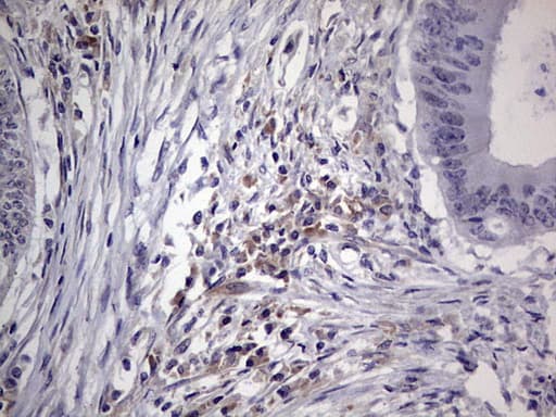 NUDT12 Antibody (aa1-251, clone OTI5B6)