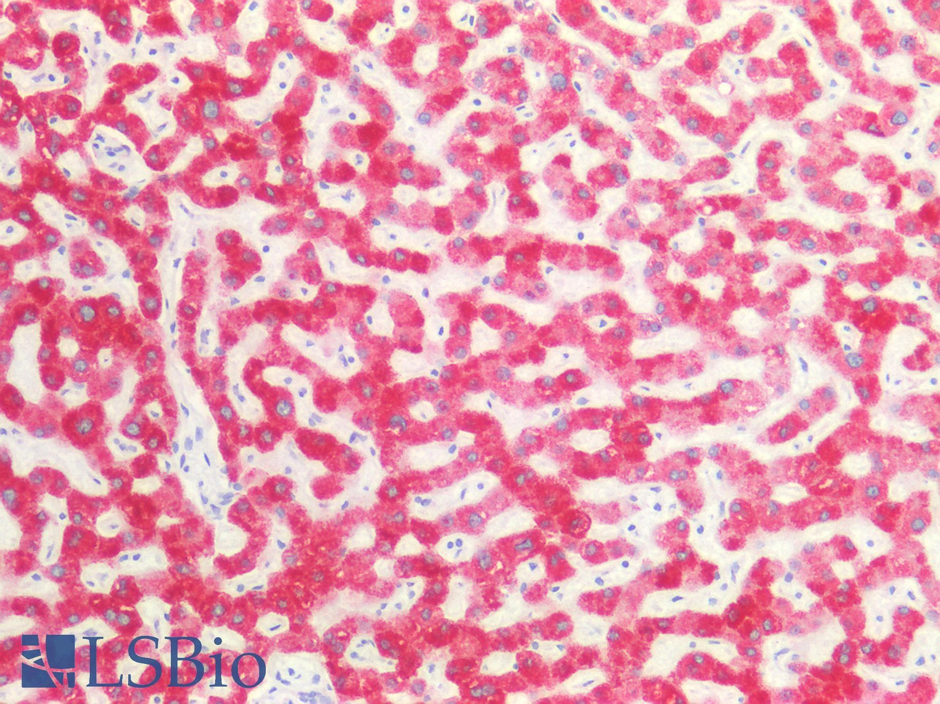 PathPlus™ CANX / Calnexin Antibody (C-Terminus)