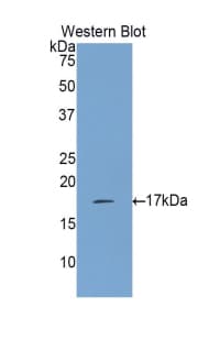 IL17 Antibody (aa21-153)