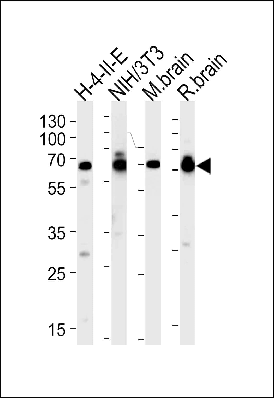 STI1 / STIP1 Antibody (aa461-488)