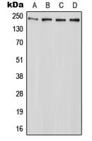 ABCA7 Antibody (C-Terminus)