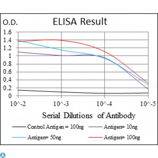 RPS6KA3 / RSK2 Antibody