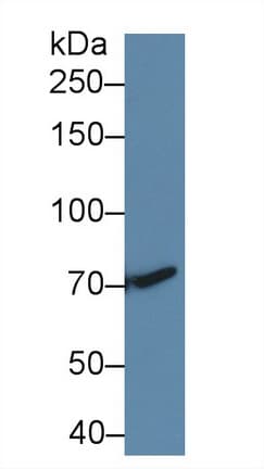 Betaglycan / TGFBR3 Antibody (aa210-465)
