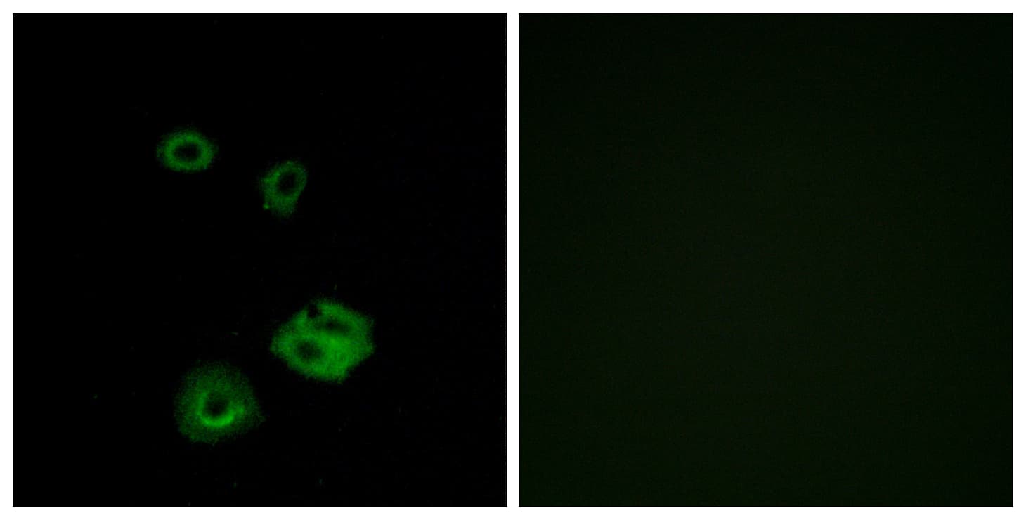 Polyclonal Rabbit anti-Human NPY2R Antibody (aa1-50, IF, WB)