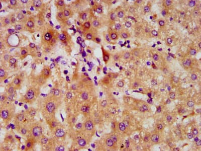 FAM20C Antibody