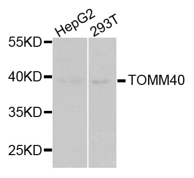 TOMM40 / TOM40 Antibody