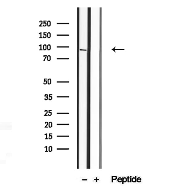 Polyclonal Rabbit anti-Human MAGOH Antibody (IHC, IF, WB)