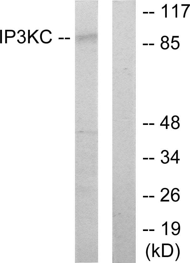 ITPKC Antibody