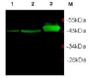 Polyclonal Rabbit anti-Human CKB / Creatine Kinase BB Antibody (Preservative Free, WB)