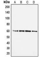 SMAD2 Antibody (Internal)