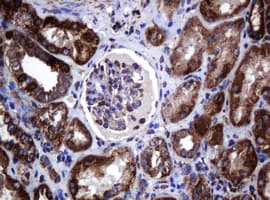 HSPD1 / HSP60 Antibody (clone OTI4E4, Carrier-free)