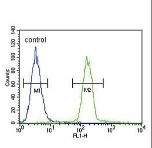 Polyclonal Rabbit anti-Human Tyrosinase Antibody (aa486-513, IHC, IF, WB)