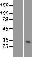 SPI1 / PU.1 Protein (Over-Expression Lysate Myc-DDK (Flag))