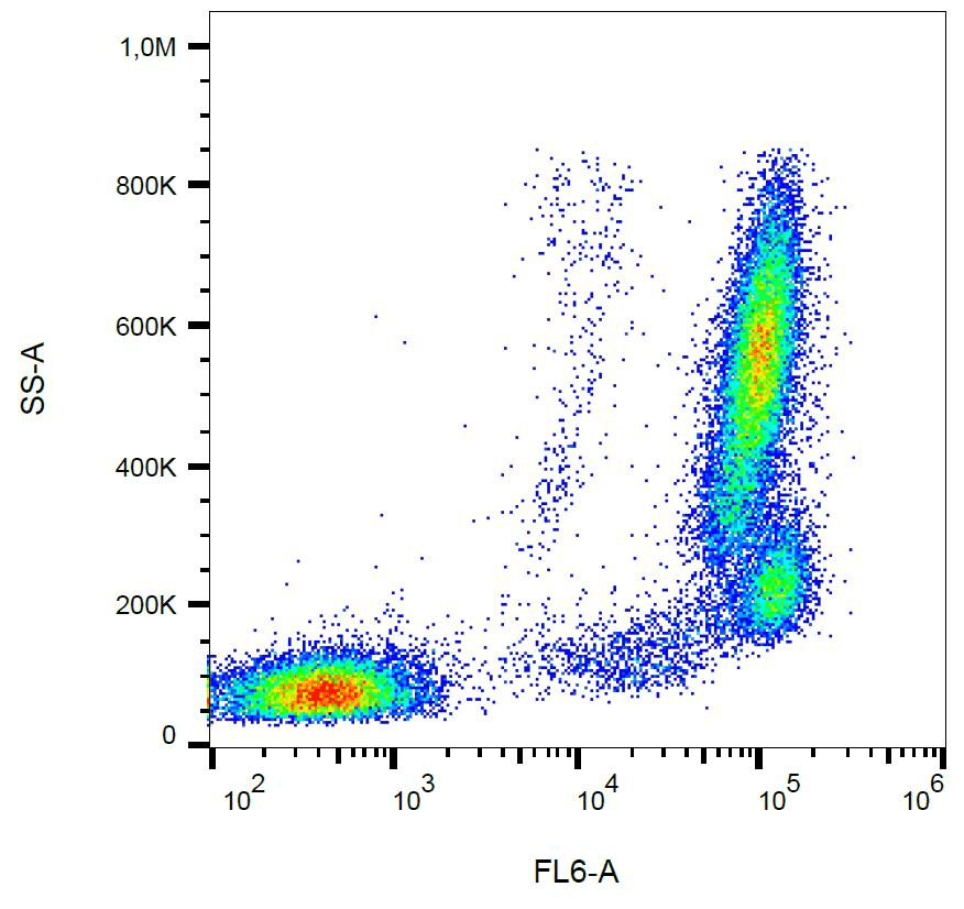 CD157 Antibody (clone SY11B5, APC)