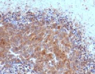 BAX Antibody (clone ARBX-1, Azide-free, BSA-free)