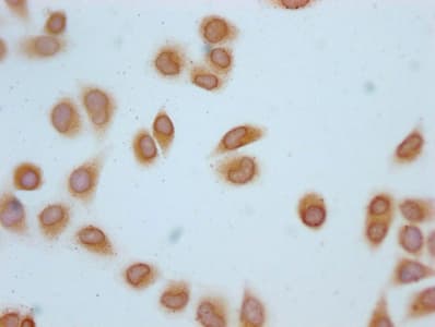 H2AFZ / H2A.z Antibody