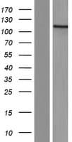 CEP120 Protein (Over-Expression Lysate Myc-DDK (Flag))