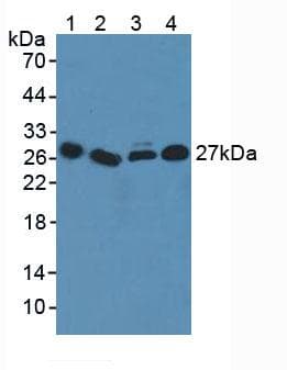 CD275 / B7-H2 / ICOS Ligand Antibody (aa23-249)
