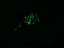 Monoclonal Mouse anti-Human MRPL11 Antibody (clone OTI3G2, IF, WB)