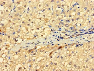 RNF182 Antibody