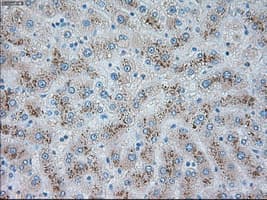 TRPM4 Antibody (clone OTI14F1, Carrier-free)