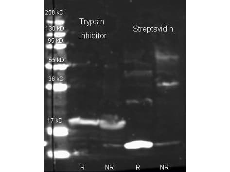 Trypsin Inhibitor Antibody (Lyophilized, HRP)