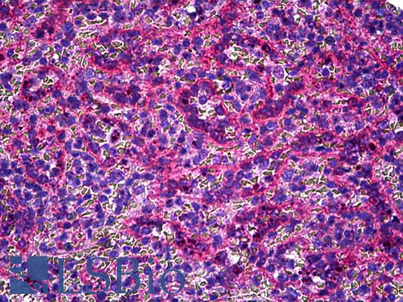 IHC-plus™ STOX2 Antibody