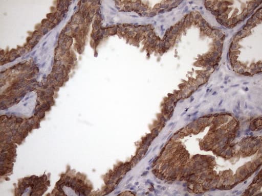 AMTN Antibody (clone OTI2D9)
