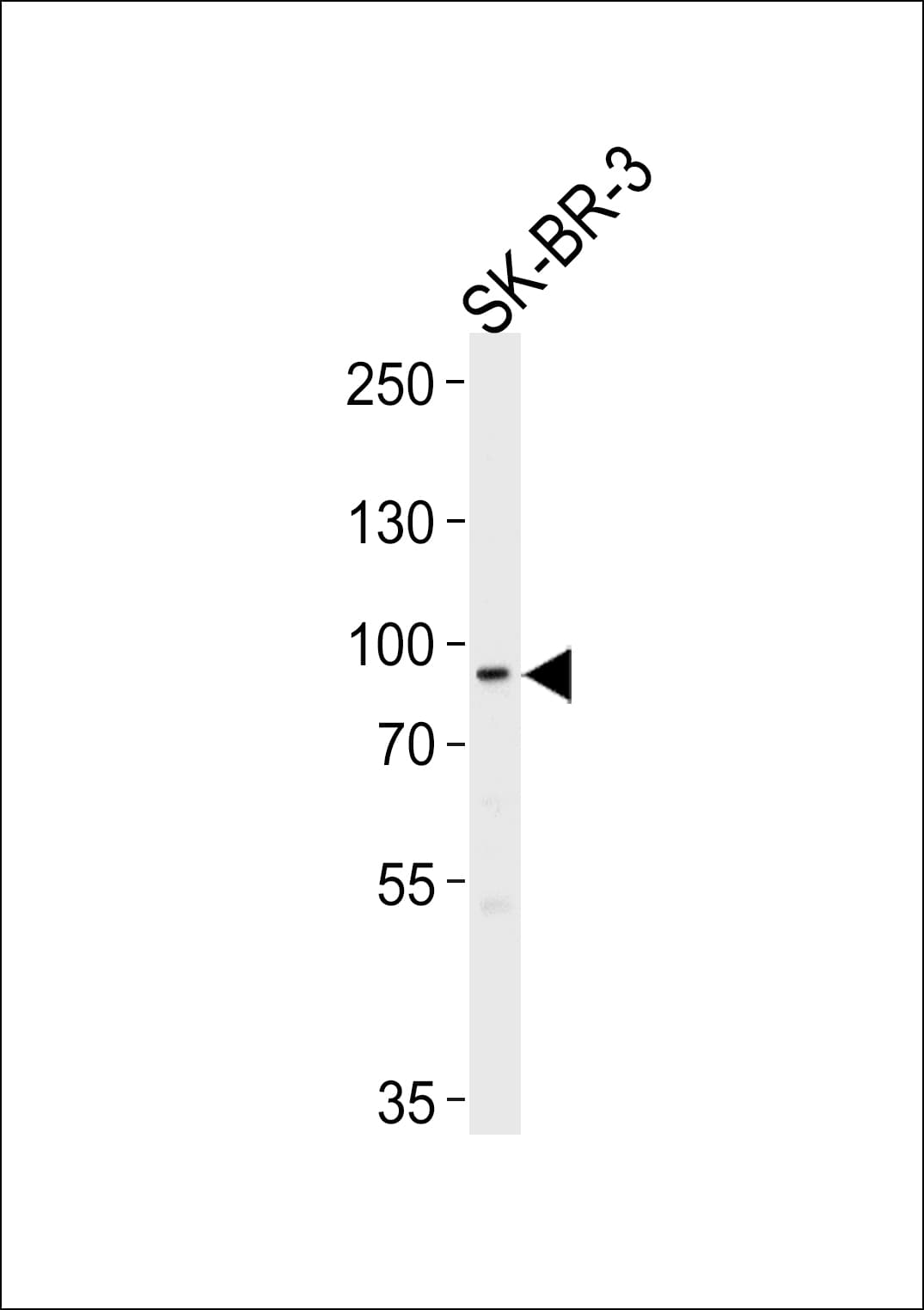 IHC-plus™ MTIF2 Antibody (aa138-167)
