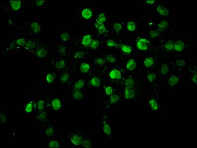 Polyclonal Rabbit anti-Human HIST1H2BN Antibody (IF)