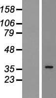 Human HNRNPA2B1 Protein (Over-Expression Lysate Myc-DDK (Flag))