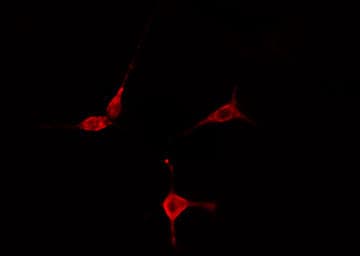 RPS27L Antibody